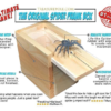 Spider Prank Gift